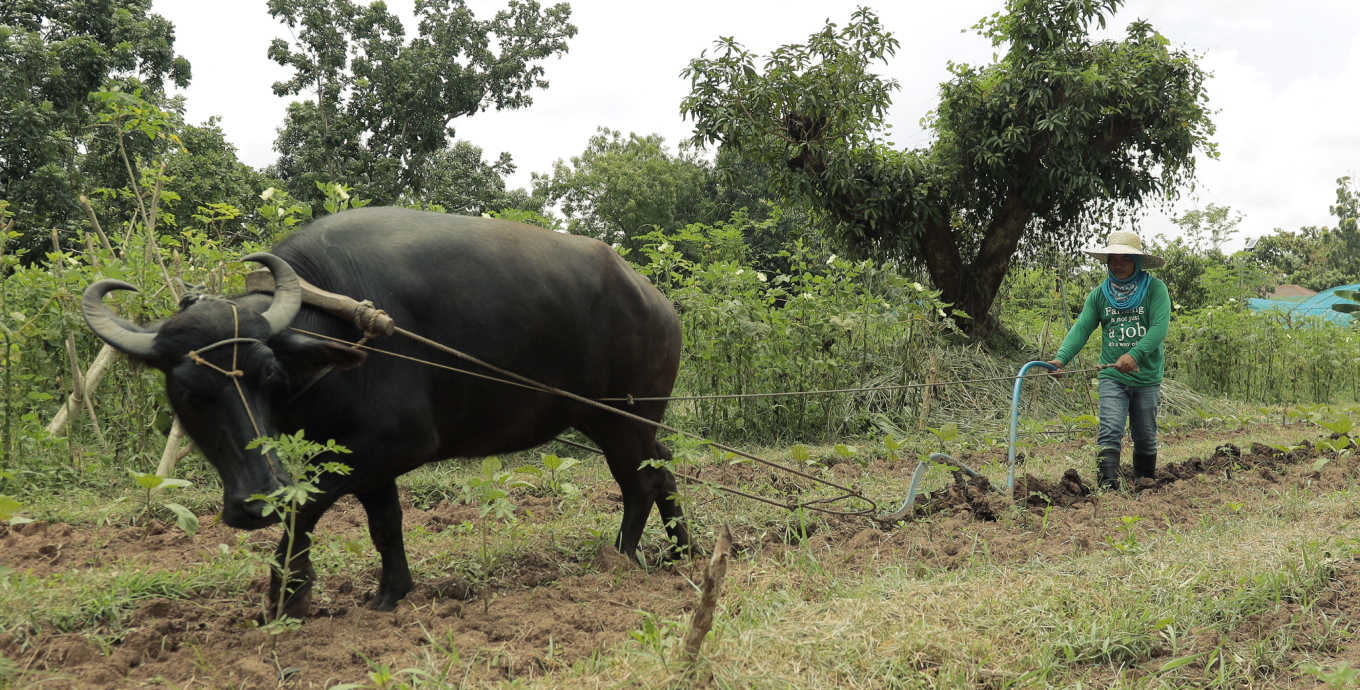 farmers harvesting